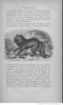 Buffon illustré de la jeunesse - 1893 Gallica page f39.jpg