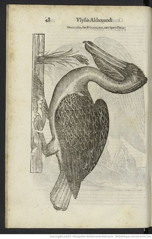 De avibus historiae (Aldrovandi) tome 3 page 66.jpg