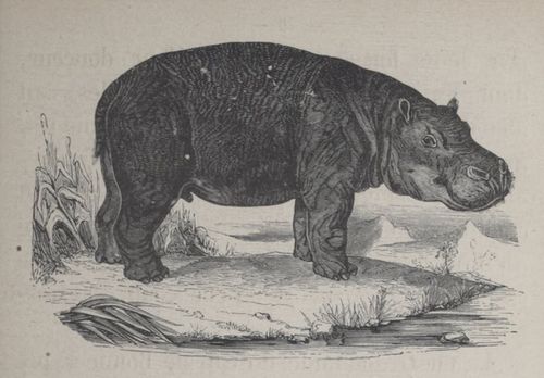 Alphabet Doudet Hippopotame.jpg