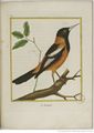 Buffon Hist Nat Oiseaux 2 Tome 3 f391.jpg