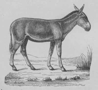 Hémione Buffon jeunesse.jpg