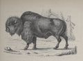 Alphabet Doudet Bison.jpg
