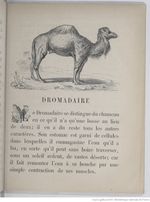 Alphabet illustré des animaux (1862) Doudet f23.jpg