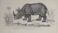 Alphabet Doudet Rhinocéros.jpg