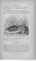 Buffon illustré de la jeunesse - 1893 Gallica page f59.jpg