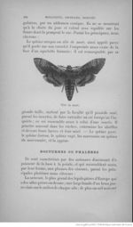Buffon illustré de la jeunesse - 1893 Gallica page f308.jpg
