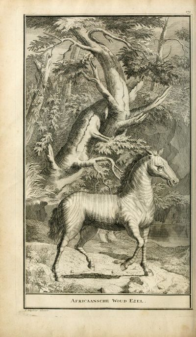 Naaukeurige en uitvoerige beschryving van kaap de Goede Hoop (1727) Kolb page 226.jpg