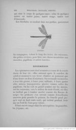 Buffon illustré de la jeunesse - 1893 Gallica page f300.jpg