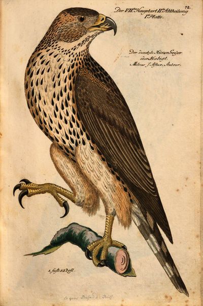 Frisch, Johann Leonhard- Vorstellung der Vögel in Teutschland MDZ page 181.jpg