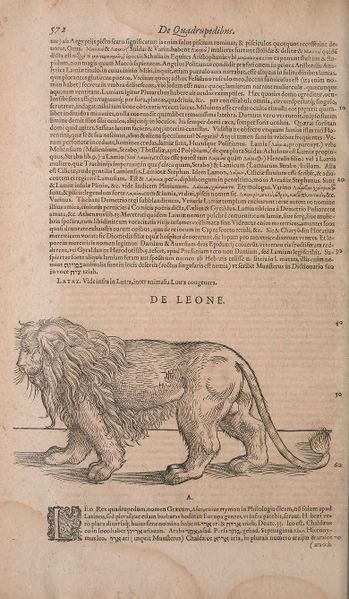 Fichier:Historiae animalium Gessner secundo page 618.jpg