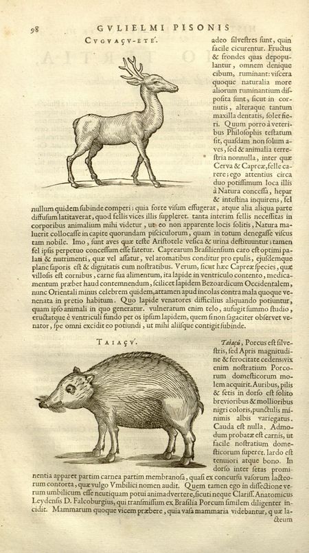 De Indiae re naturali (1658) Piso, page 98.jpg
