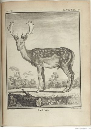Buffon Hist Nat E.O. Tome 6 f255.jpg