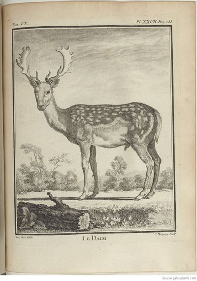 Buffon Hist Nat E.O. Tome 6 f255.jpg