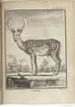 Buffon Hist Nat E.O. Tome 6 f255.jpg