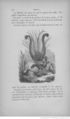 Buffon illustré de la jeunesse - 1893 Gallica page f202.jpg