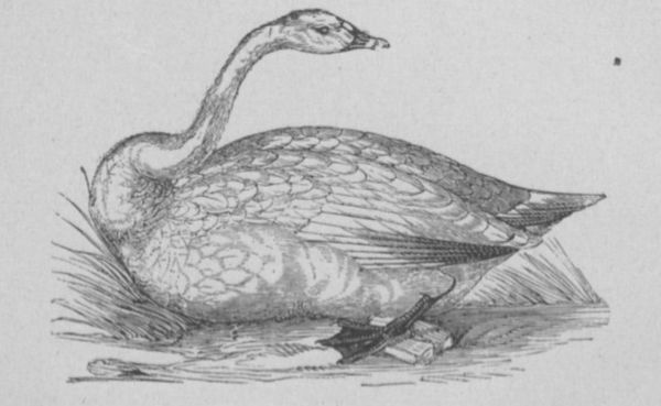 Cygne Buffon Jeunesse.jpg