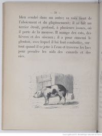 Alphabet illustré des animaux (1862) Doudet f34.jpg