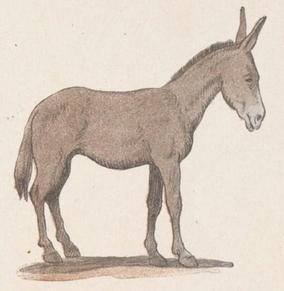 Buffon Rabier Mulet image 3.jpg