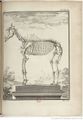 Buffon Hist Nat E.O. Tome 4 f400.jpg