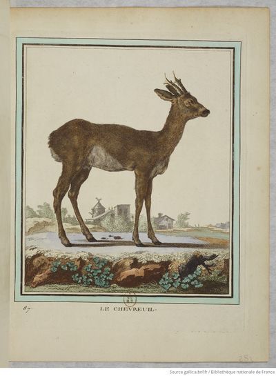 Collection Quadrupèdes Buffon 1749 tome 2 f110.jpg