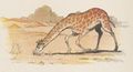 Girafe Buffon Rabier.jpg
