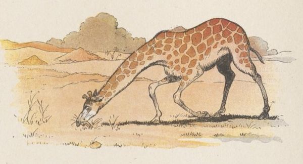 Girafe Buffon Rabier.jpg