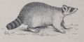Alphabet Doudet Panthère image.jpg