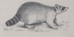 Alphabet Doudet Panthère image.jpg