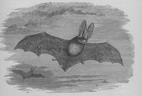 Chauve-souris 2 (Buffon jeunesse).jpg
