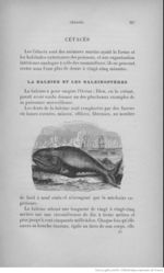 Buffon illustré de la jeunesse - 1893 Gallica page f265.jpg