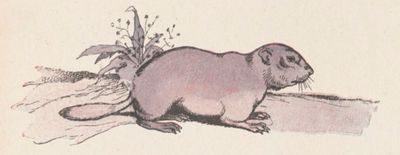 Rabier marmotte 1.jpg