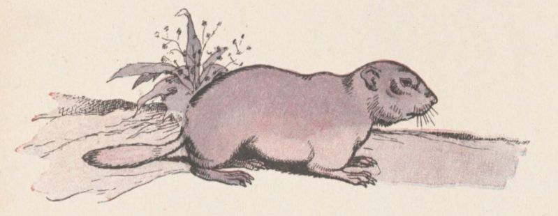 Fichier:Rabier marmotte 1.jpg