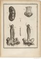 Buffon Hist Nat E.O. Tome 7 f197.jpg