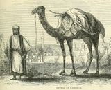 Camel Damas Goodrich.jpg