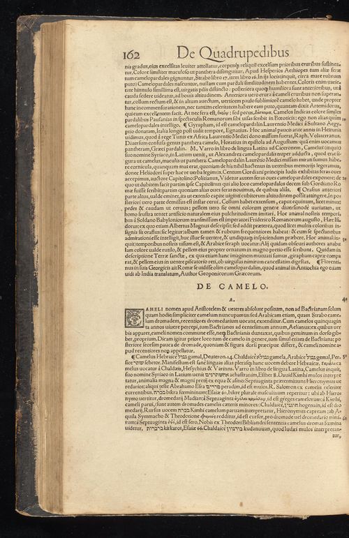 Historia animalium Gessner 1551 BHL Getty page 204.jpg