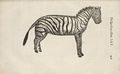 Zebra Aldrovandi.jpg