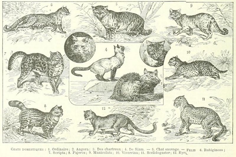 Larousse Augé 1897 Chat image 1.jpg