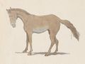 Buffon Rabier Cheval image 1.jpg
