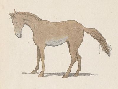 Buffon Rabier Cheval image 1.jpg