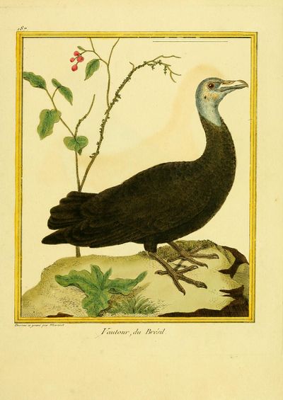 Planches enluminées Buffon oiseaux BHL T2.1 p 181.jpg
