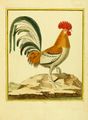 Planches enluminées Buffon oiseaux BHL T1.1 p 11.jpg