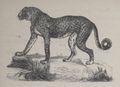 Alphabet Doudet Jaguar.jpg