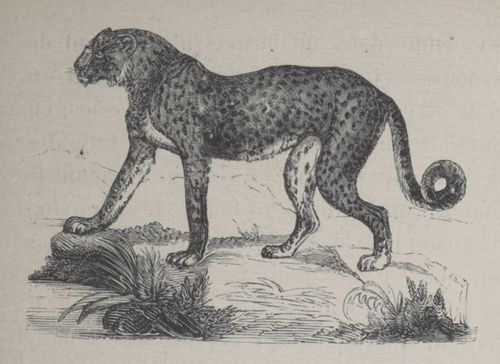 Alphabet Doudet Jaguar.jpg
