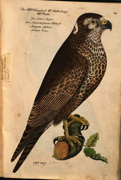 Frisch, Johann Leonhard- Vorstellung der Vögel in Teutschland MDZ page 185.jpg