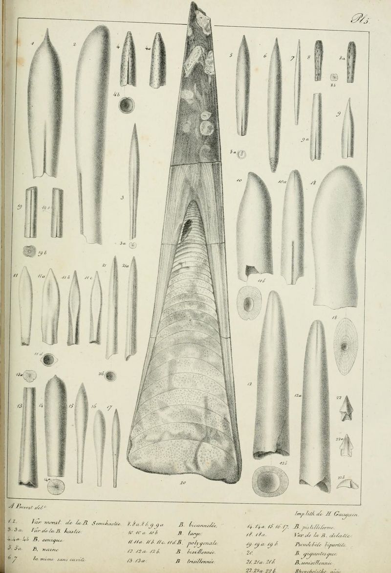 Mémoire bélemnites (1827) Blainville BHL page 159.jpg