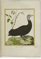 Buffon Hist Nat Oiseaux 2 Tome 1 f207.jpg