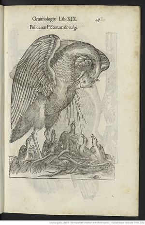 De avibus historiae (Aldrovandi) tome 3 page 65.jpg