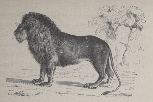 Alphabet Doudet Lion.jpg