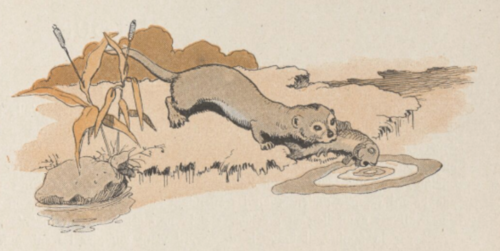 Loutre Benjamin Rabier.png