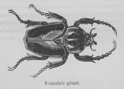 Scarabée géant Buffon jeunesse.jpg